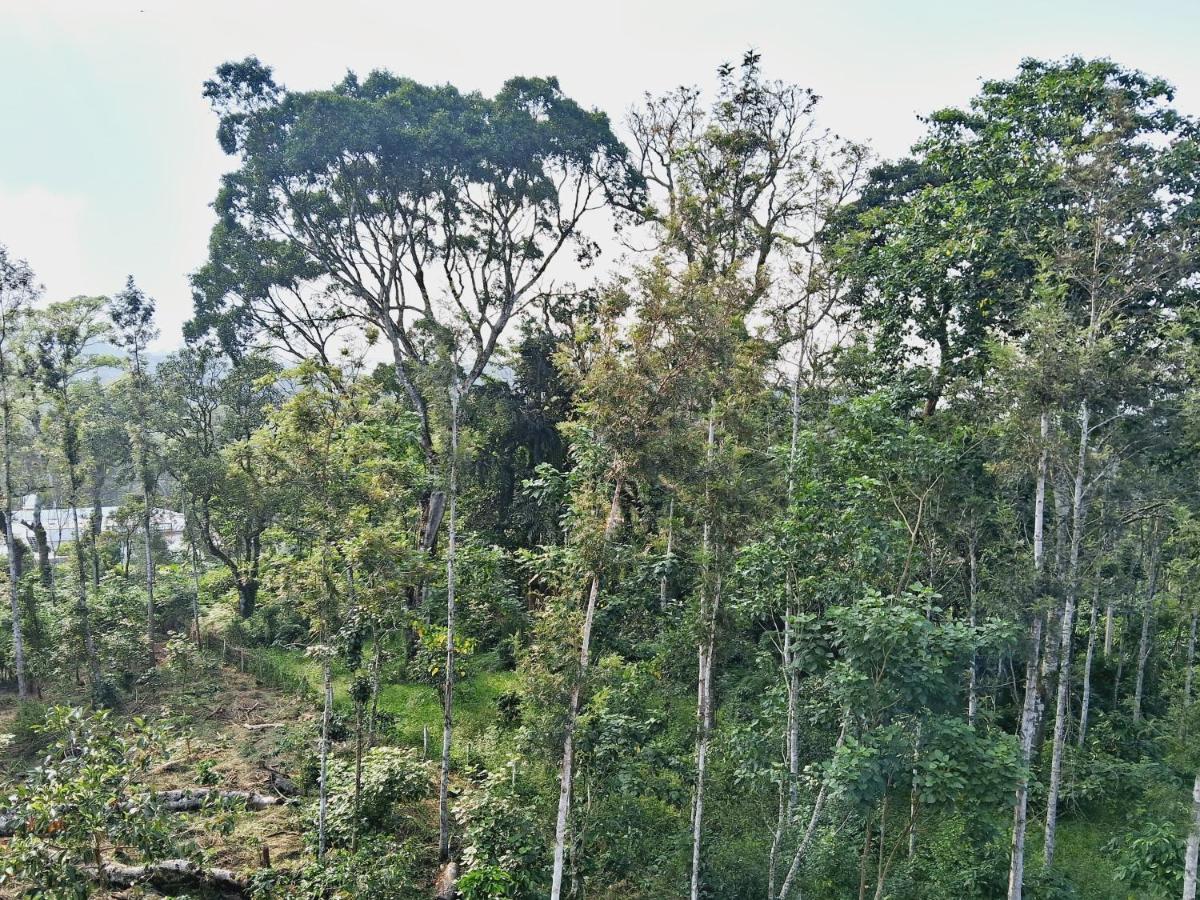 Coorg Teakwood Treasure Homestay Мадікері Екстер'єр фото